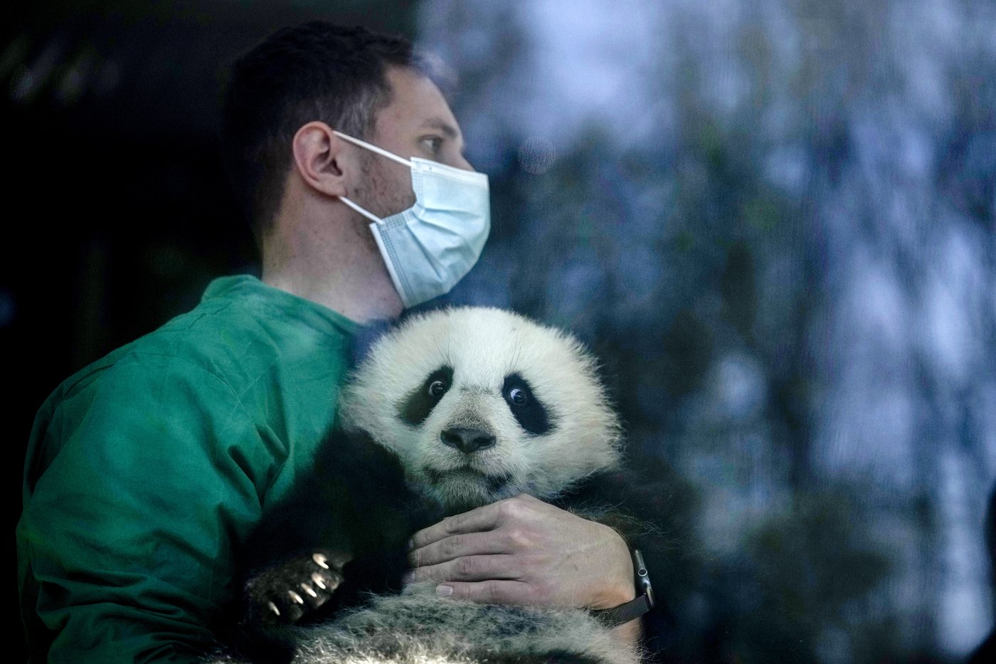 PHOTO COLLECTION: Germany Panda Cubs Outdoors | iNFOnews.ca