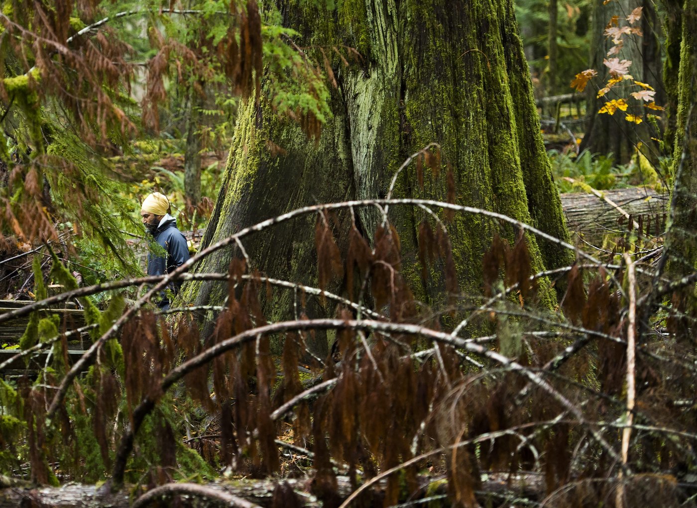 Blaze near Cathedral Grove, but B.C. fire service says ancient forest not at risk | iNFOnews.ca