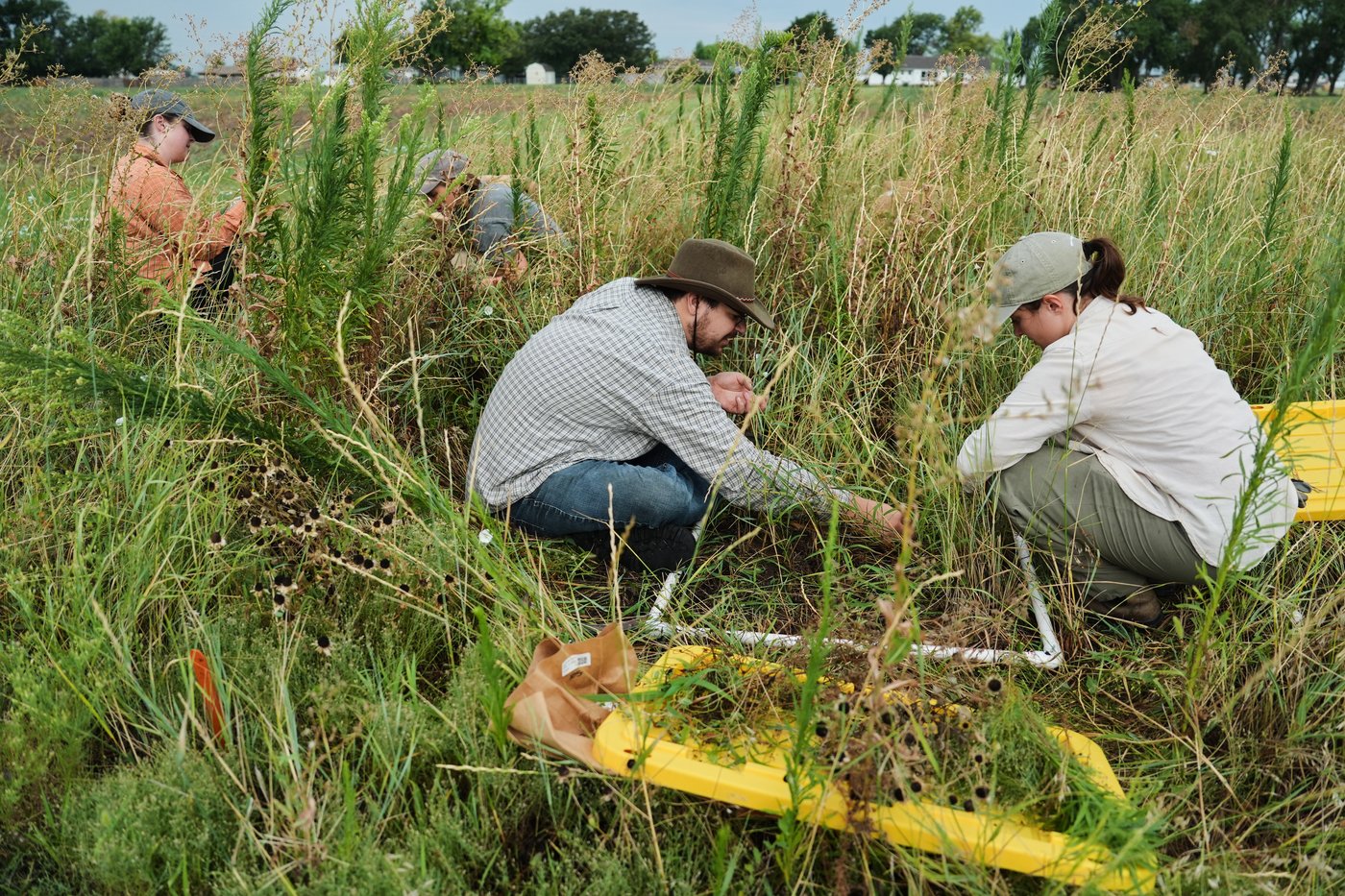 Farmers turn to perennial grains as one solution to extreme weather | iNFOnews.ca