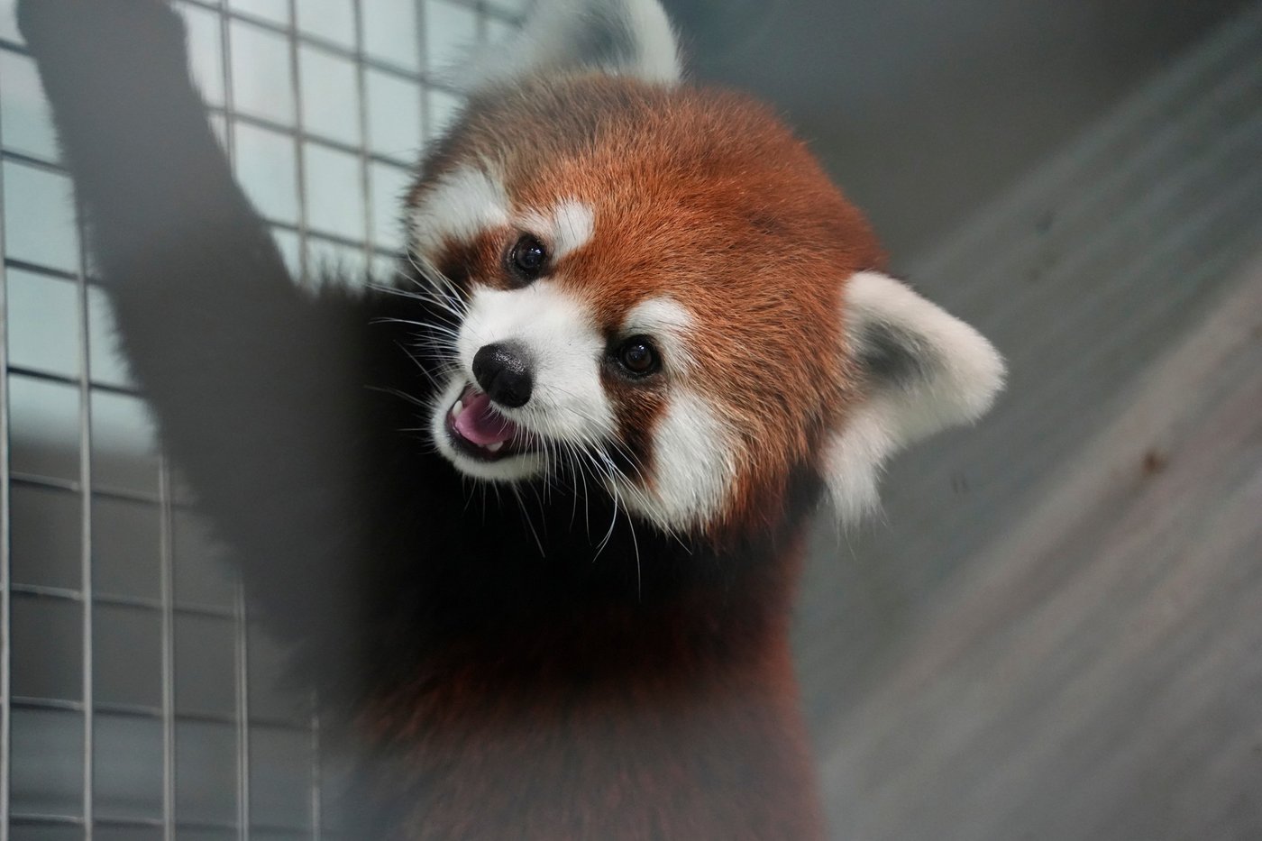 Taipei Zoo welcomes a pair of red pandas from China, first in over a decade | iNFOnews.ca Taipei Zoo welcomes a pair of red pandas from China, first in over a decade | iNFOnews.ca
