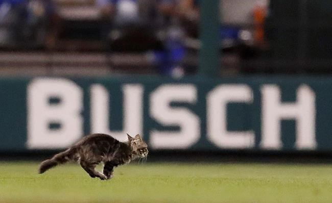 Feline fight: No Rally Cat as St. Louis Cardinals mascot | iNFOnews.ca Feline fight: No Rally Cat as St. Louis Cardinals mascot | iNFOnews.ca