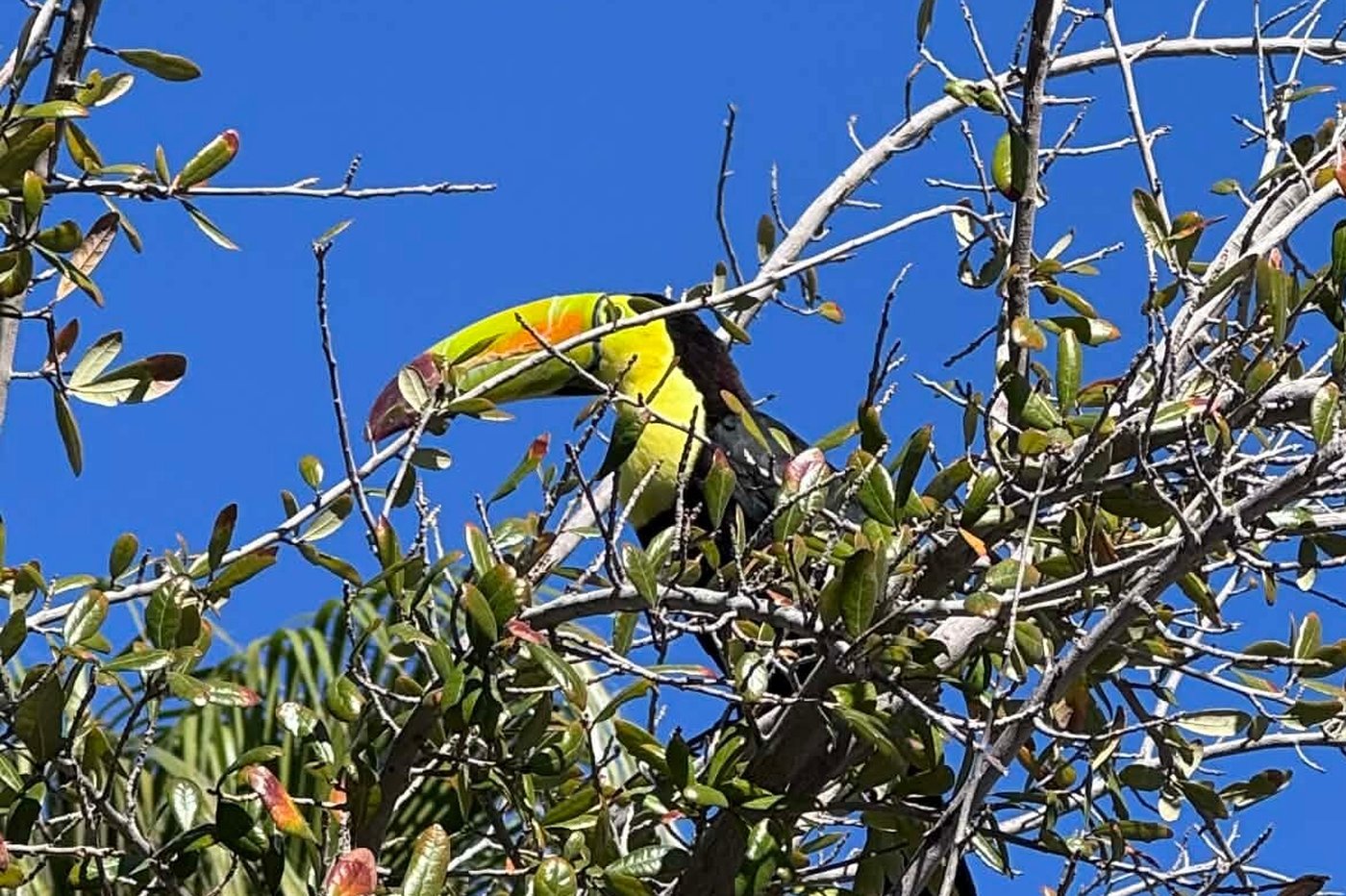 Rescue group in Las Vegas tries to catch a toucan that escaped its owner before it's too late | iNFOnews.ca Rescue group in Las Vegas tries to catch a toucan that escaped its owner before it's too late | iNFOnews.ca