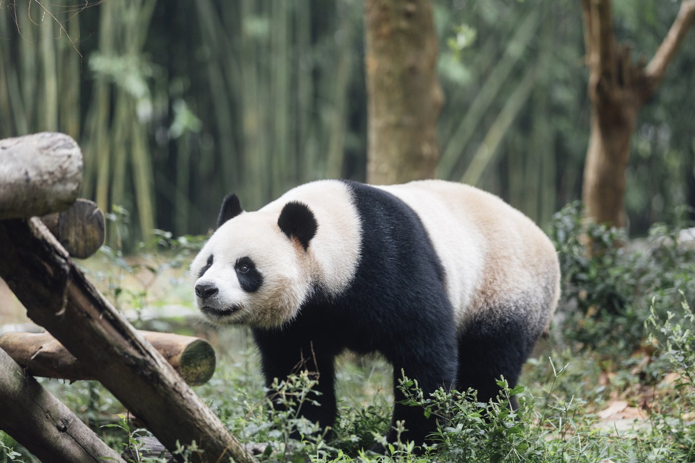 A new pair of giant pandas gifted by Beijing arrives in Hong Kong | iNFOnews.ca