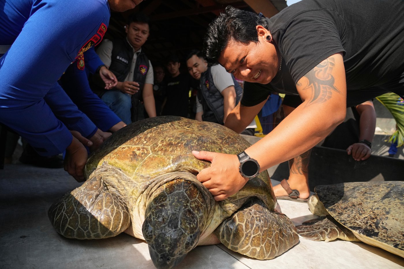 Indonesia returns 20 green sea turtles to the ocean after Bali smuggling raid | iNFOnews.ca