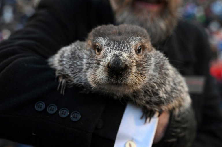 Groundhog Day puts Punxsutawney Phil's forecast about winter's length in the spotlight | iNFOnews.ca