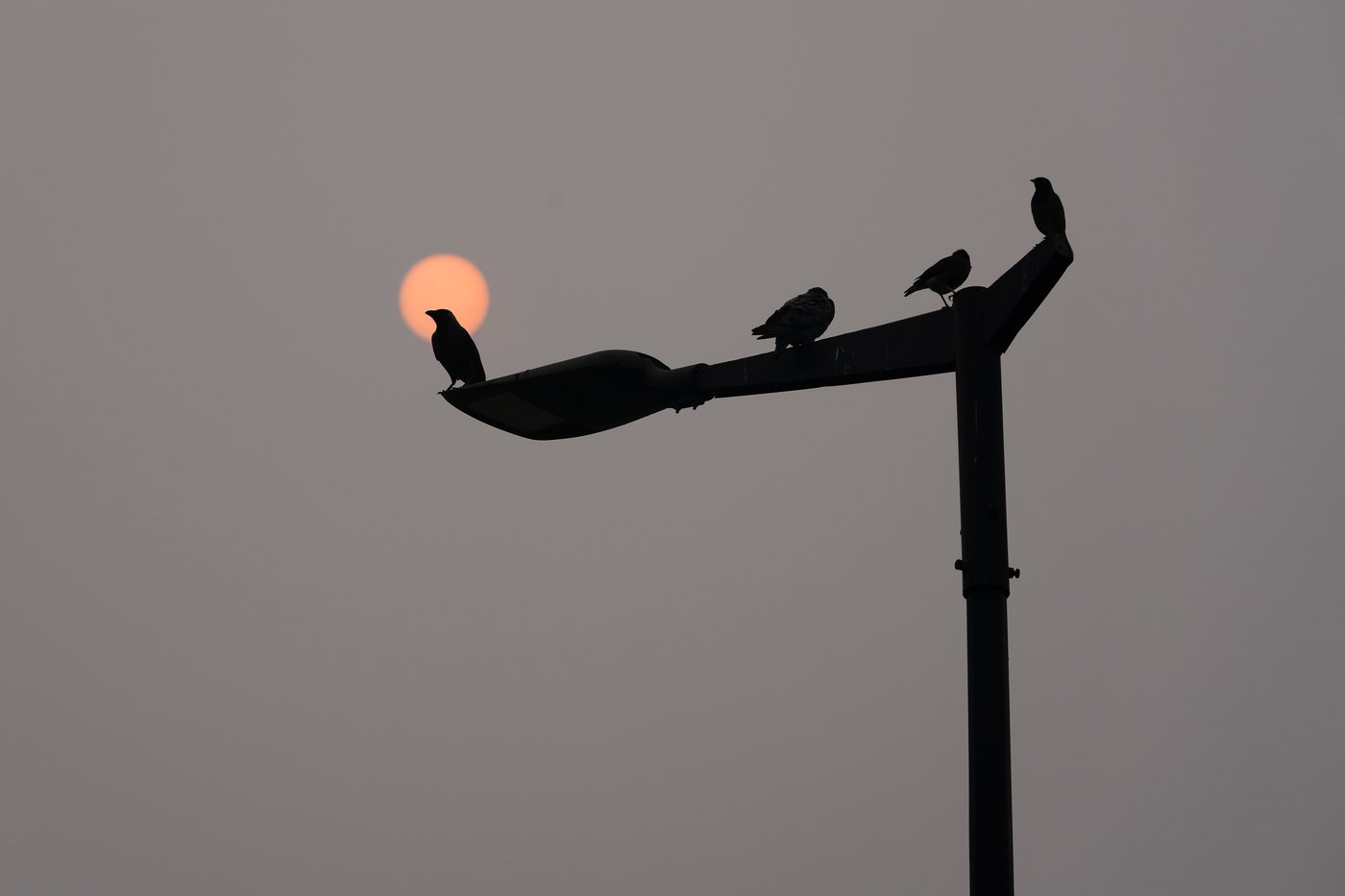 India's capital chokes as air pollution levels hit 50 times the safe limit | iNFOnews.ca India's capital chokes as air pollution levels hit 50 times the safe limit | iNFOnews.ca