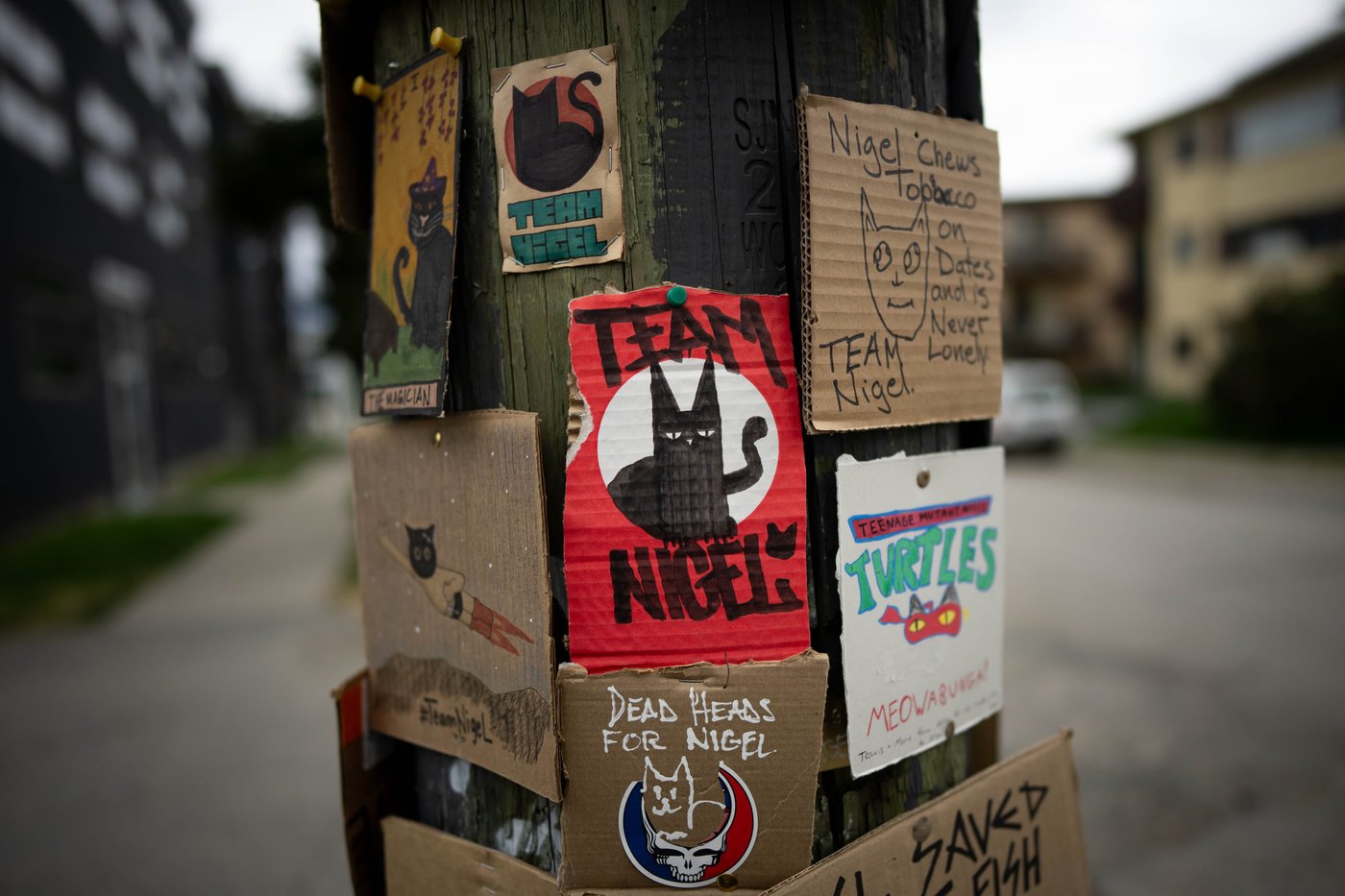 'Team Nigel' rallies behind East Vancouver cat after complaint about feline folk hero | iNFOnews.ca