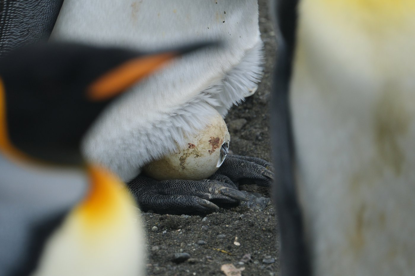 King penguins are the rare species benefiting from a warming world. But that could change | iNFOnews.ca