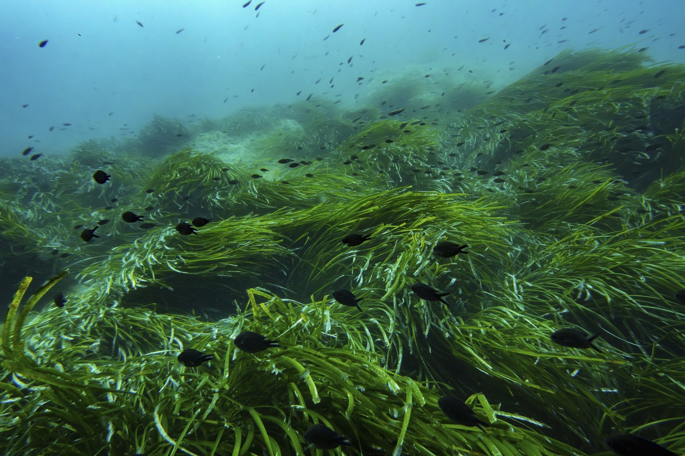The UN Ocean Conference tries to turn promises into protection | iNFOnews.ca