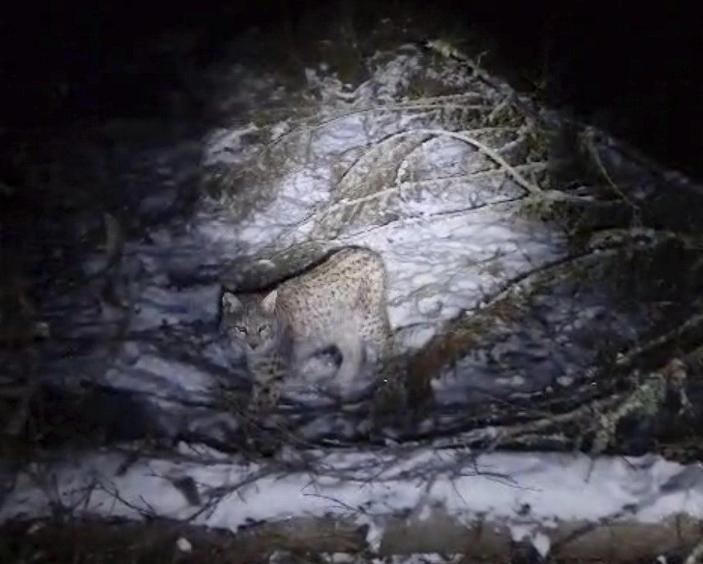 Lynx on the loose in Scotland highlight debate over reintroducing species into the wild | iNFOnews.ca