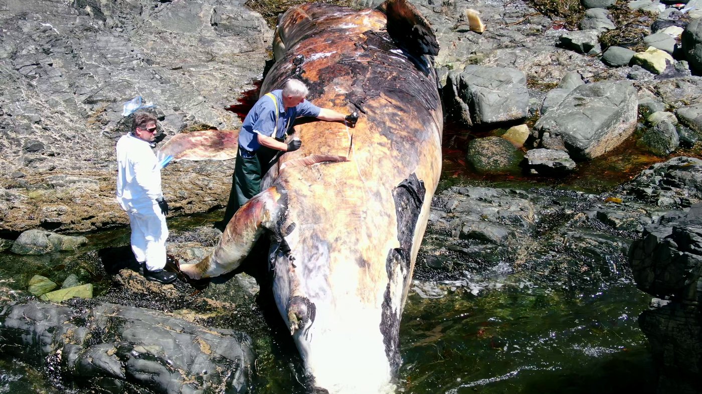 For B.C. whale coroner, a gruesome duty to 'revered' animals approached with humility | iNFOnews.ca For B.C. whale coroner, a gruesome duty to 'revered' animals approached with humility | iNFOnews.ca