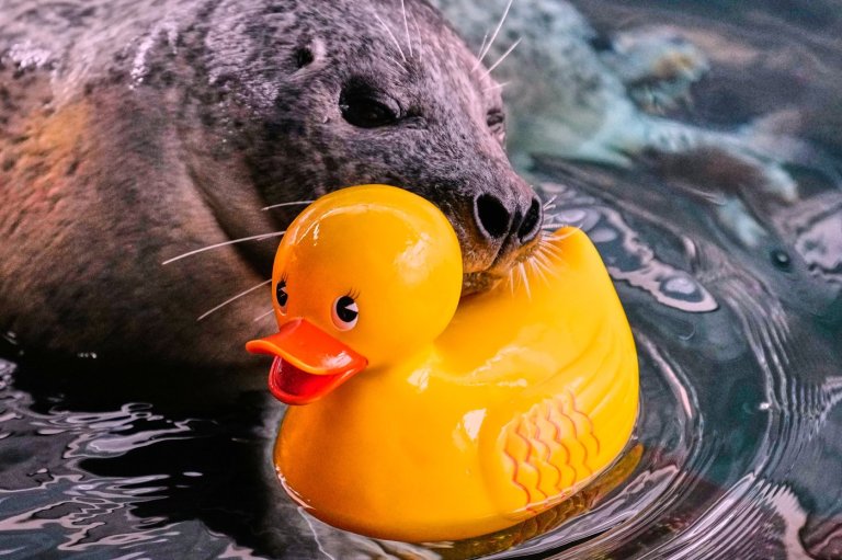 Reggae the seal uses rubber ducks for daily enrichment training at Boston aquarium | iNFOnews.ca