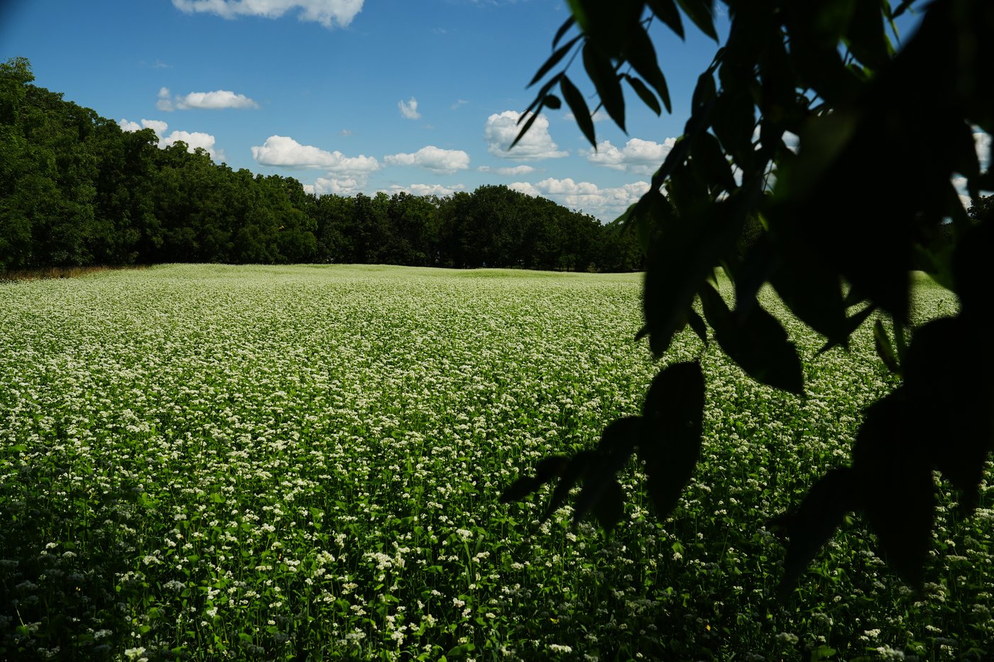 Buckwheat growers hope new markets can help it reach more tables | iNFOnews.ca