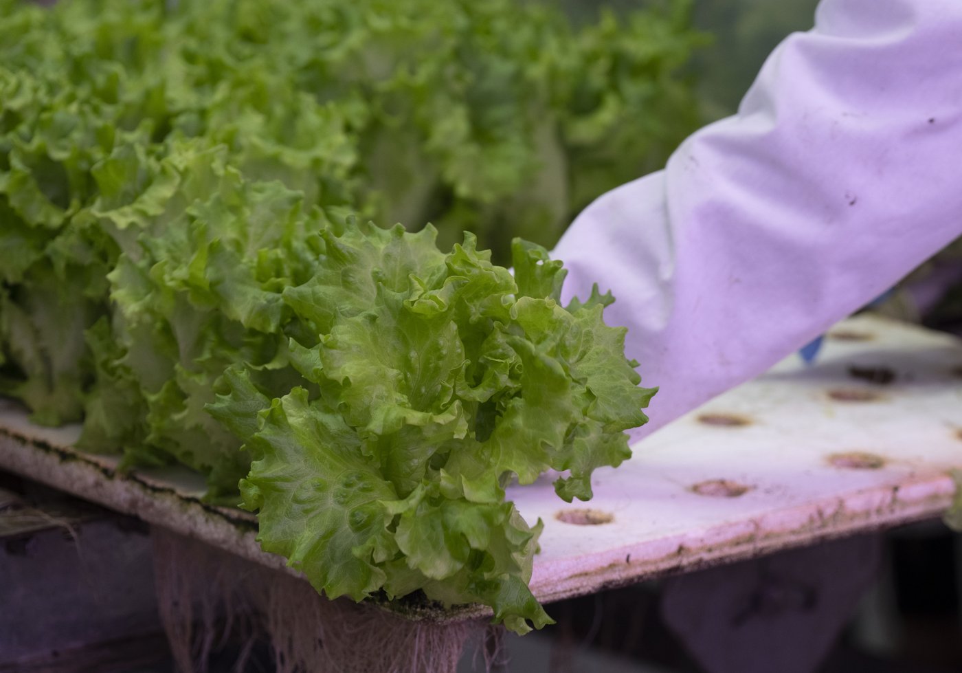 Opposition, unions fear federal cuts could undermine food security | iNFOnews.ca