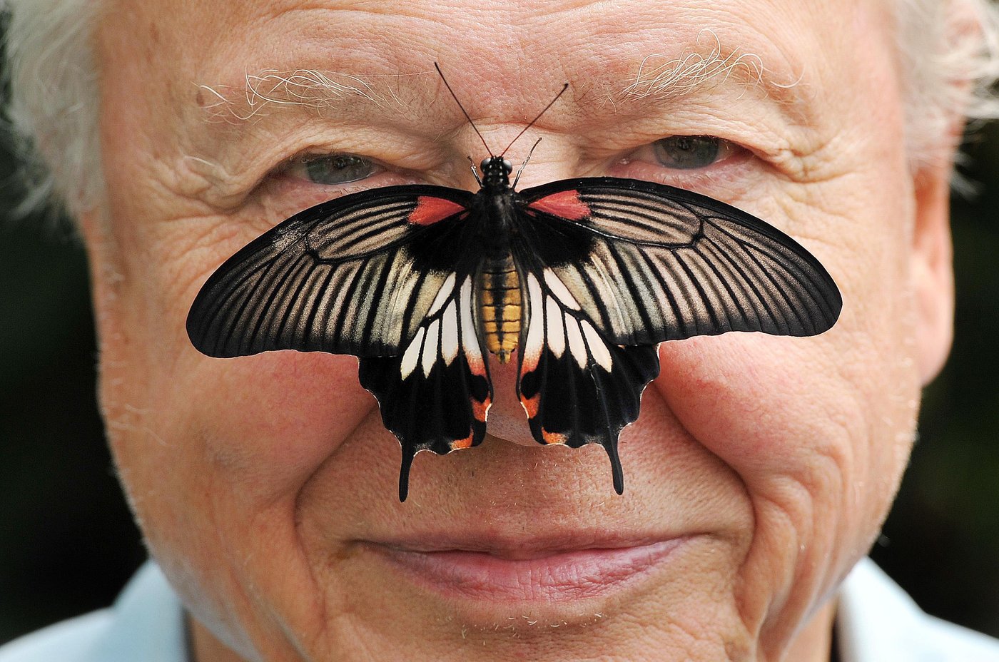 David Attenborough, the excited but hushed voice of nature programs, turns 100 | iNFOnews.ca