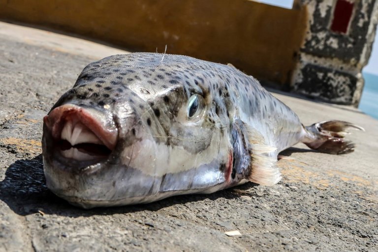 Greece is paying fishermen to catch toxic toadfish invading the warming Mediterranean | iNFOnews.ca