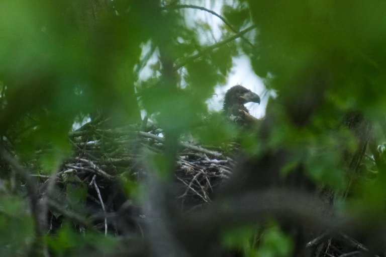 Bald eagle hatchlings spotted in a Chicago park may be the city's first for more than a century | iNFOnews.ca