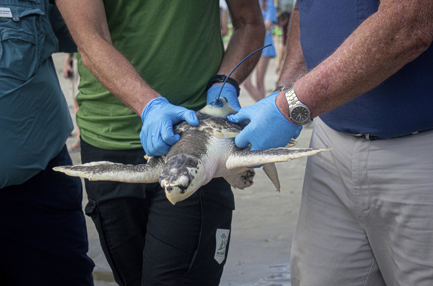 A wayward sea turtle wound up in the Netherlands. A rescue brought it thousands of miles back home | iNFOnews.ca