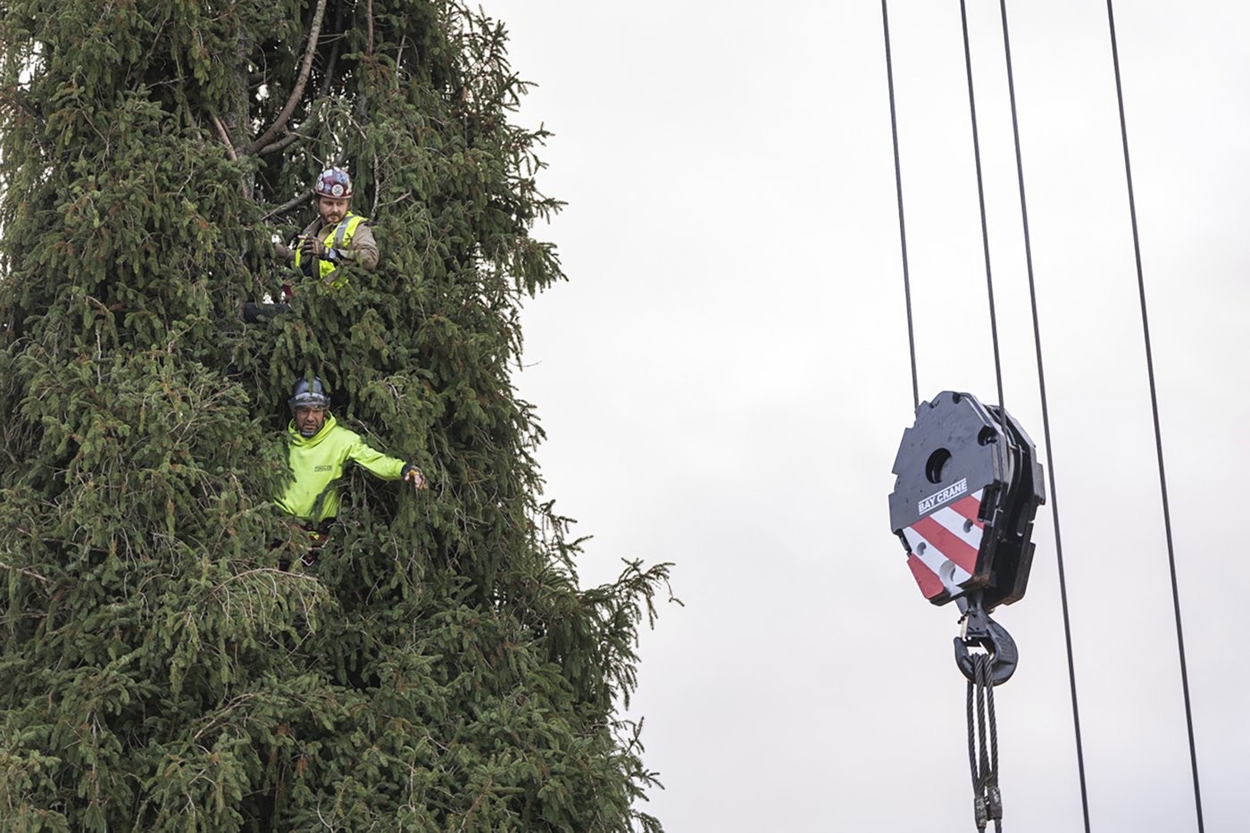 A green giant: This year's 74-foot Rockefeller Center Christmas tree is en route from Massachusetts | iNFOnews.ca