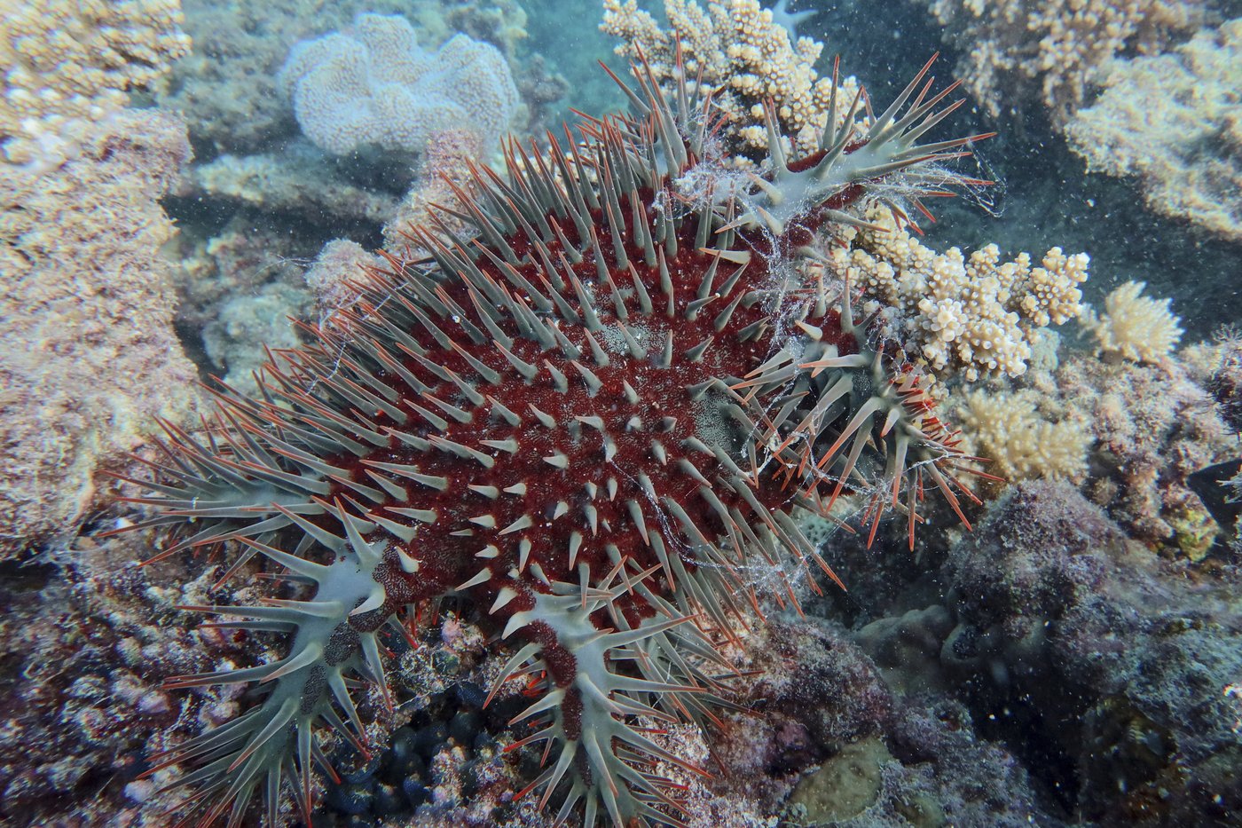 Great Barrier Reef records largest annual coral loss in 39 years | iNFOnews.ca