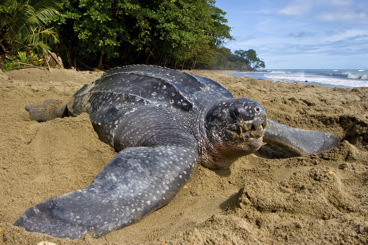 Endangered sea turtle populations show signs of recovery in more than half the world, survey finds | iNFOnews.ca