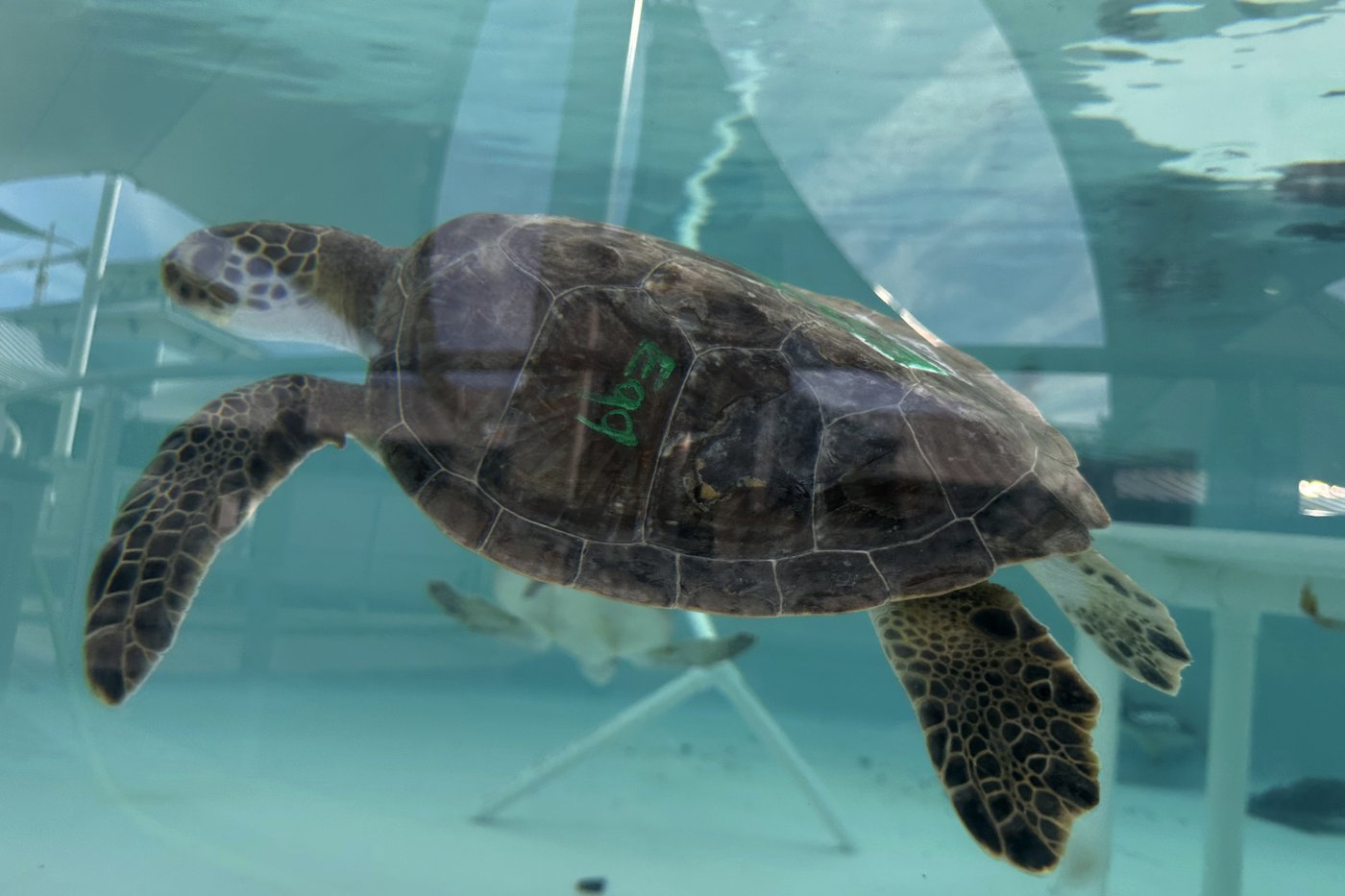 Sea turtles return to the Atlantic Ocean off Florida after being stunned by the cold | iNFOnews.ca Sea turtles return to the Atlantic Ocean off Florida after being stunned by the cold | iNFOnews.ca