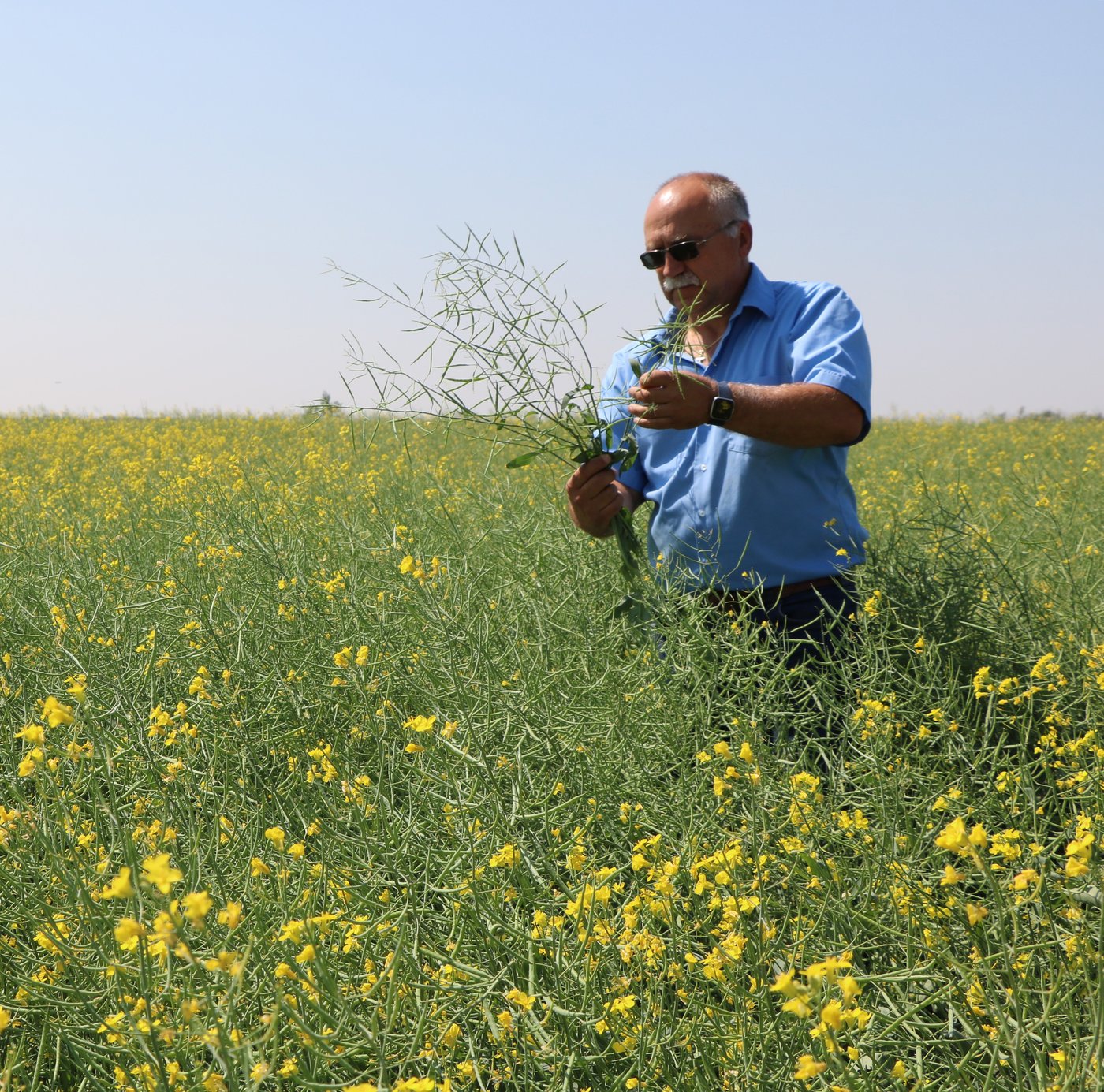 'This is our livelihood': Farmers brace for hit from new China canola tariff | iNFOnews.ca