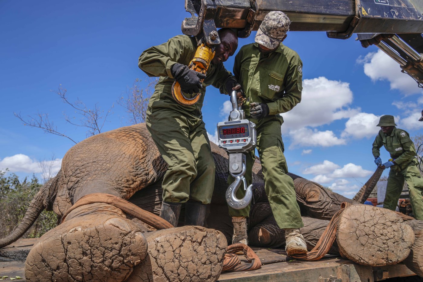 Kenya moves 50 elephants to a larger park, says it's a sign poaching is low | iNFOnews.ca Kenya moves 50 elephants to a larger park, says it's a sign poaching is low | iNFOnews.ca