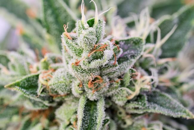 Aphria, Emblem and Aleafia settle dispute over cancelled supply agreement | iNFOnews.ca