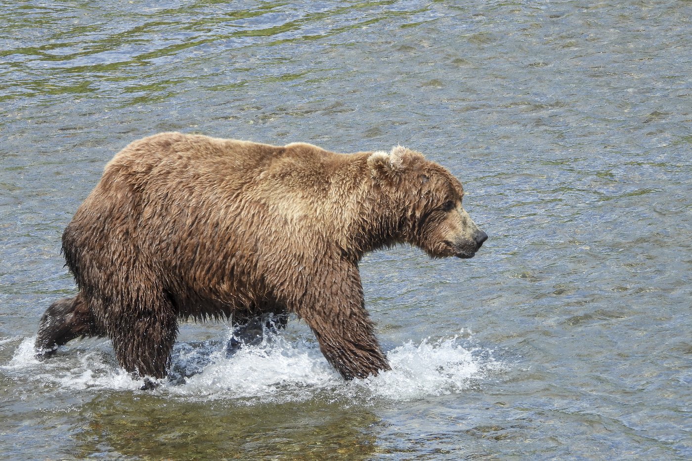 Online voting in Alaska's Fat Bear Week contest starts after an attack killed 1 contestant | iNFOnews.ca