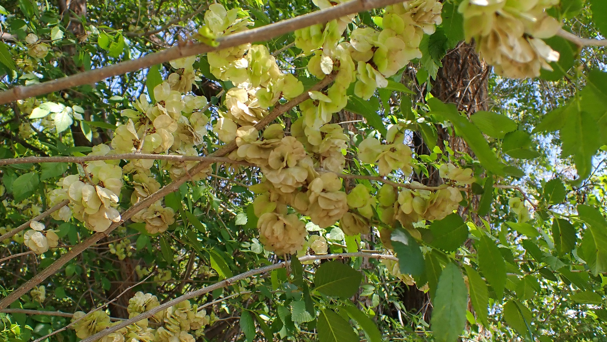 A leafy tree has papery seeds hanging off of it.