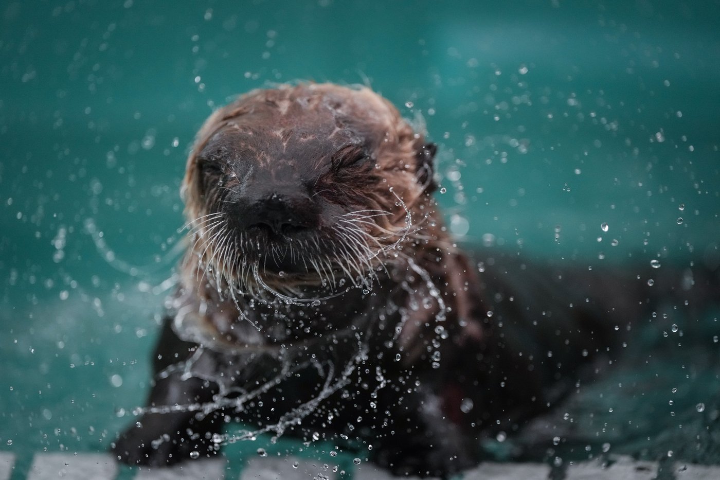 Toxic 'forever chemicals' detected in dead sea otters collected off B.C. coast | iNFOnews.ca Toxic 'forever chemicals' detected in dead sea otters collected off B.C. coast | iNFOnews.ca