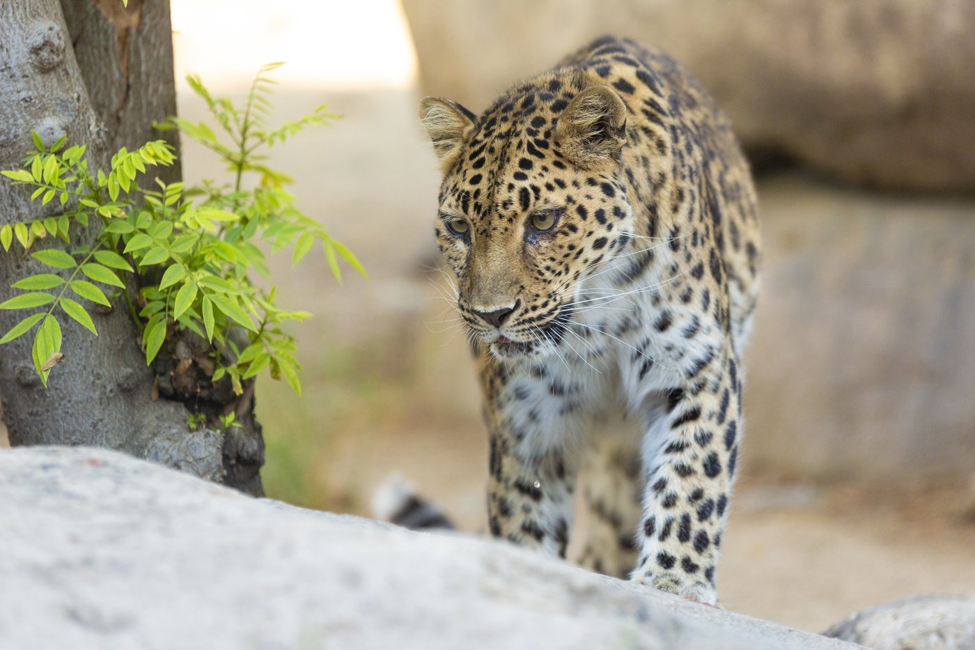 Critically endangered leopard dies at age 21 in California zoo | iNFOnews.ca