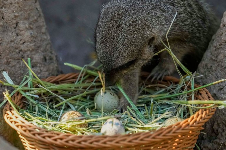 Step aside, children: A Chilean zoo stages an Easter egg hunt with treats for the animals | iNFOnews.ca