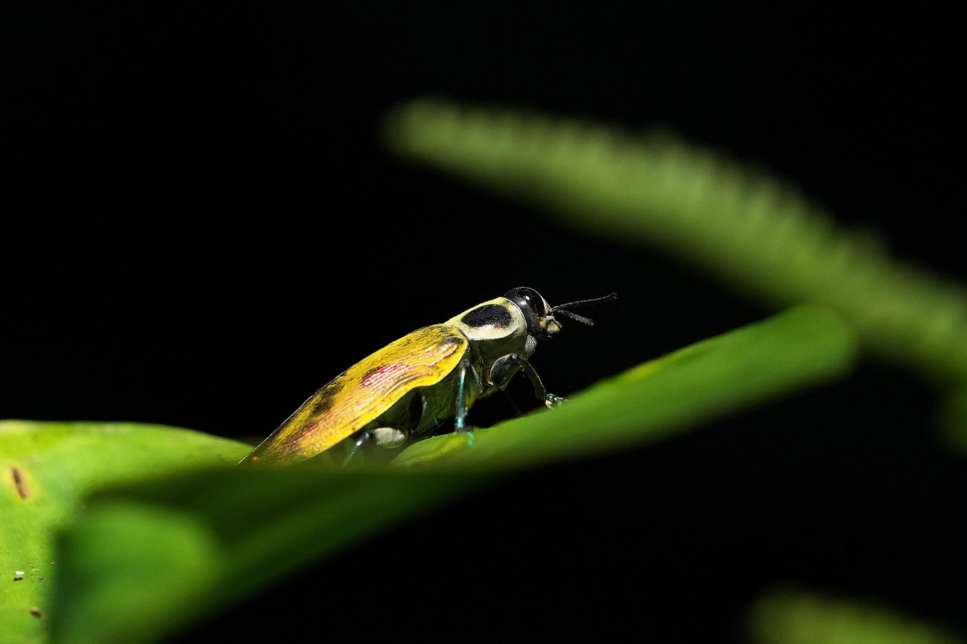 Seed guardians of the Amazon: A family's solitary fight to save endangered plants | iNFOnews.ca