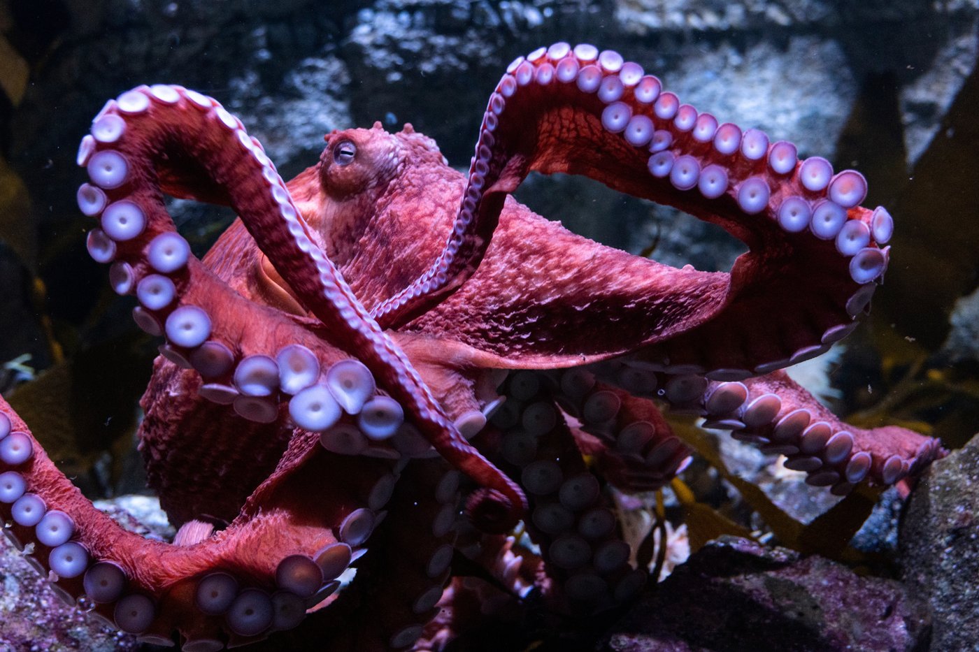 Fans bid farewell to beloved California octopus Ghost as she cares for eggs in final stage of life | iNFOnews.ca