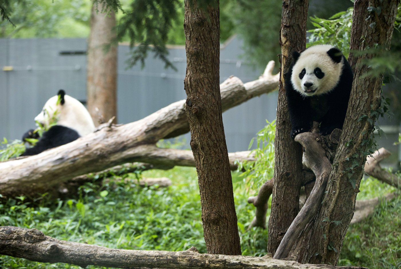 Pandas arrive at National Zoo, but won't be ready for public debut until January | iNFOnews.ca