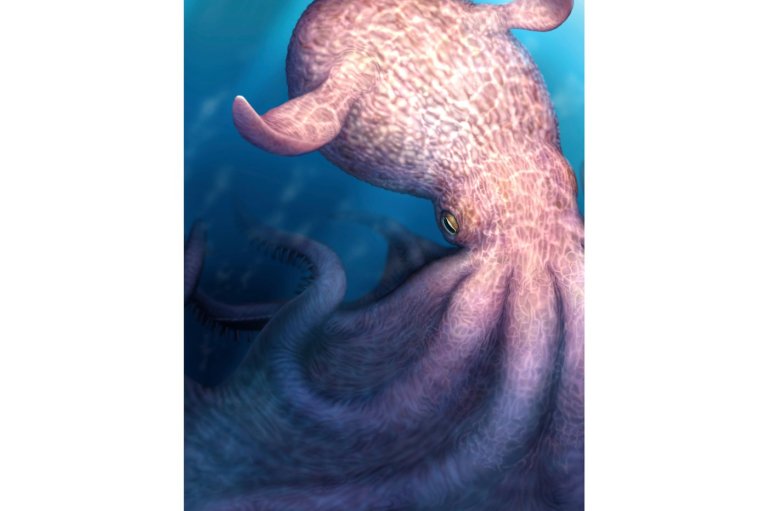 A massive kraken-like octopus may have prowled the seas during the age of dinosaurs | iNFOnews.ca