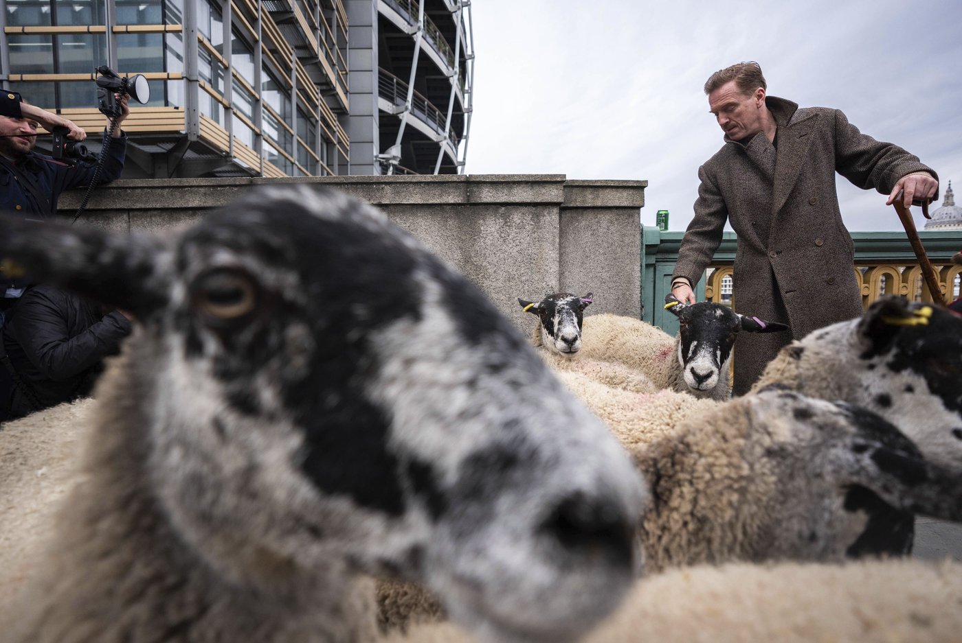 Damian Lewis herds sheep over a London bridge in homage to a medieval tradition | iNFOnews.ca