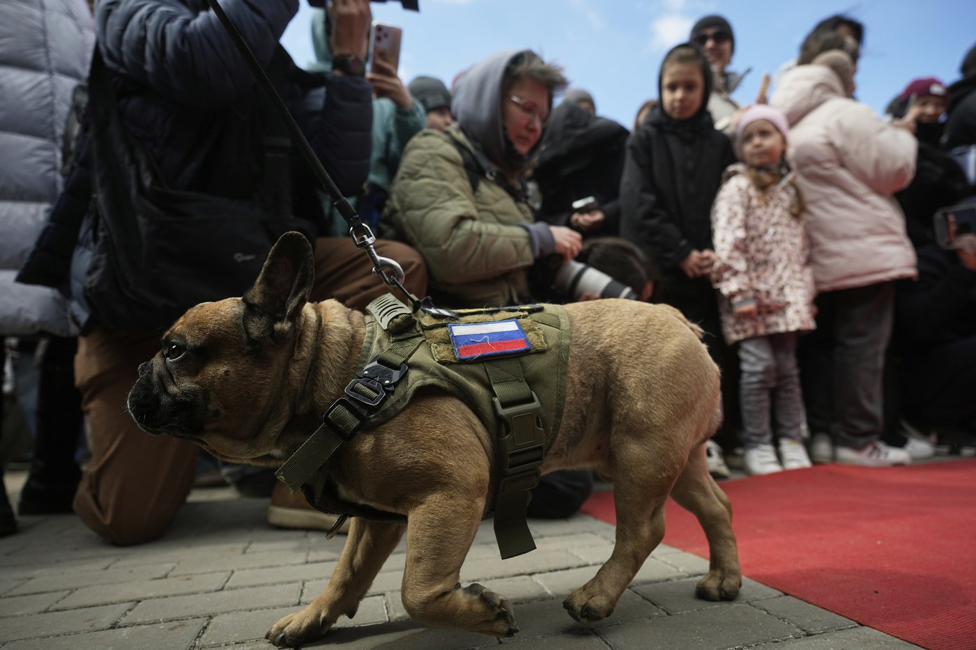 PHOTO COLLECTION: Russia French Bulldogs Parade | iNFOnews.ca PHOTO COLLECTION: Russia French Bulldogs Parade | iNFOnews.ca