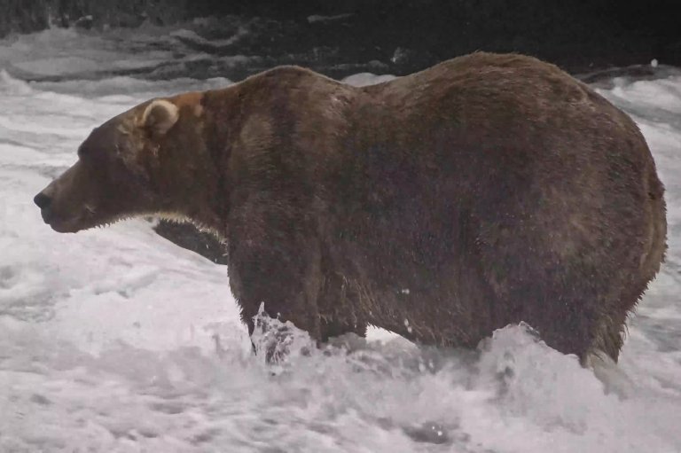 The final showdown of Alaska's Fat Bear Week comes down to heavyweights Bear 910 and Backpack | iNFOnews.ca