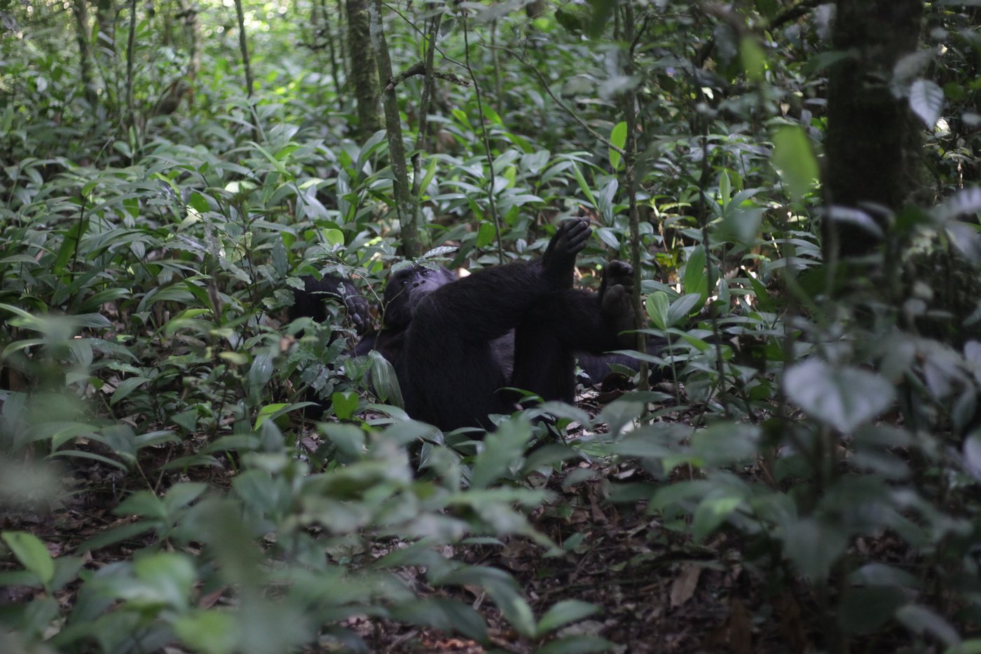 Conservationists connect with chimps in a Ugandan rainforest as they seek a sense of communion | iNFOnews.ca