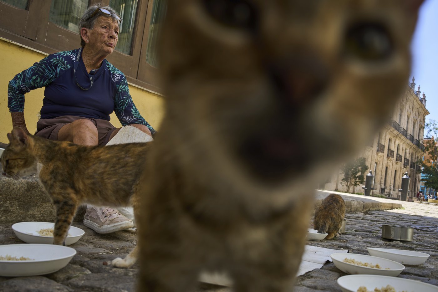 Cuban animal lovers struggle to feed stray cats and dogs as economic crisis bites | iNFOnews.ca