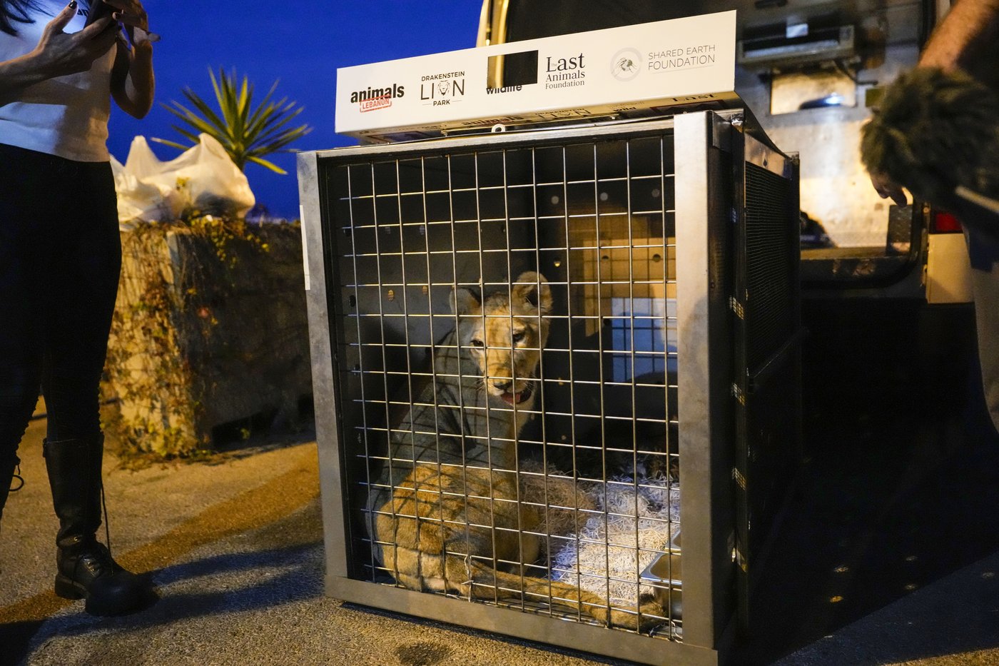A lion cub evacuated from Lebanon to a South African sanctuary escapes airstrikes and abuse | iNFOnews.ca A lion cub evacuated from Lebanon to a South African sanctuary escapes airstrikes and abuse | iNFOnews.ca