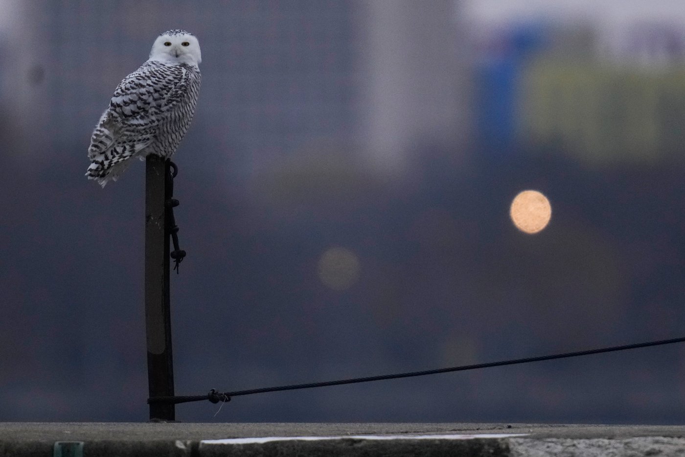 A pair of snowy owls spotted along Lake Michigan beach draws crowds in Chicago | iNFOnews.ca