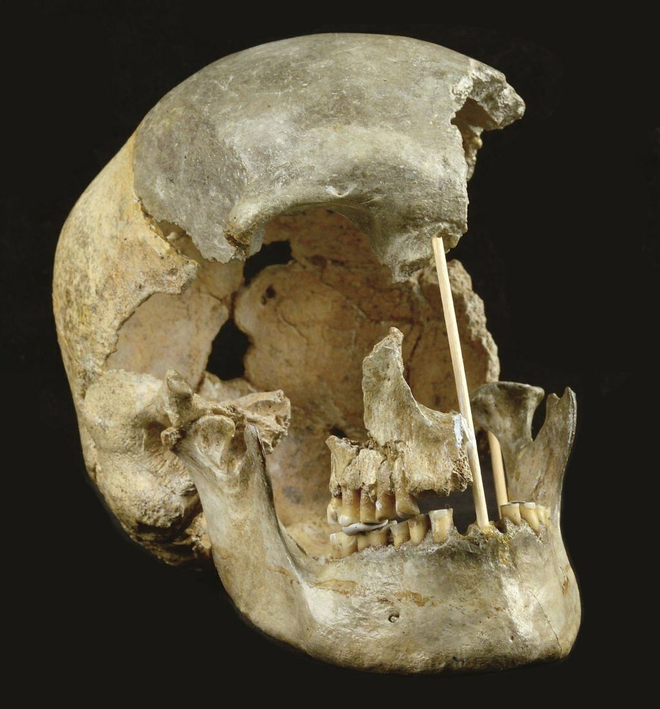 Ancient genes pinpoint when humans and Neanderthals mixed and mingled | iNFOnews.ca Ancient genes pinpoint when humans and Neanderthals mixed and mingled | iNFOnews.ca