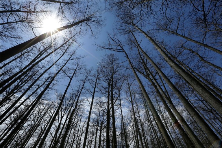 Judge orders federal logging project halted in Shawnee National Forest | iNFOnews.ca