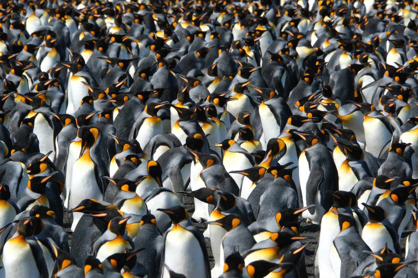 King penguins are the rare species benefiting from a warming world. But that could change | iNFOnews.ca