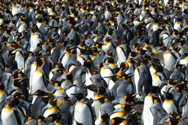 King penguins are the rare species benefiting from a warming world. But that could change | iNFOnews.ca