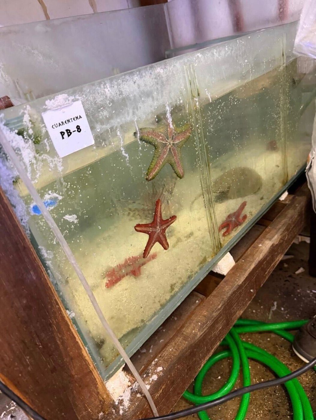 Argentina seizes 700 trafficked marine animals shipped from Kenya | iNFOnews.ca Argentina seizes 700 trafficked marine animals shipped from Kenya | iNFOnews.ca